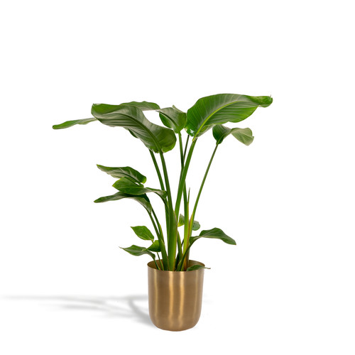 Strelitzia nicolai fleur - strelitzia,