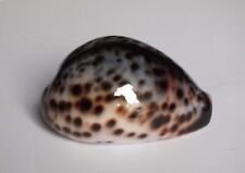 Cypraea tigris