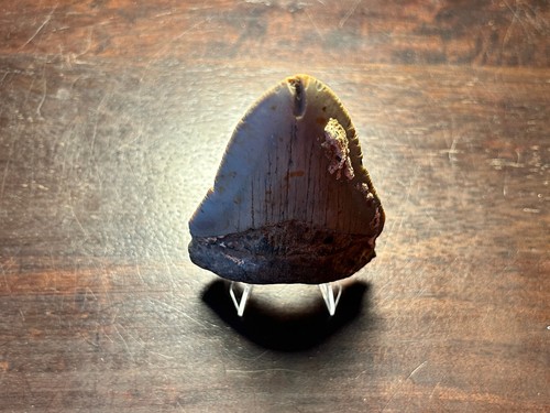 Dent megalodon fossile 100%