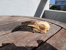 Crâne de calao à bec noir 