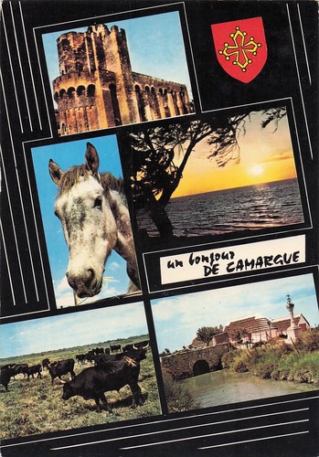 Camargue cheval - camargue, de