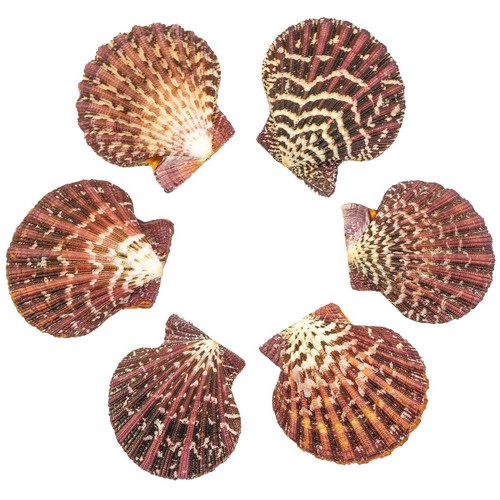 Coquillage pecten pallium poli