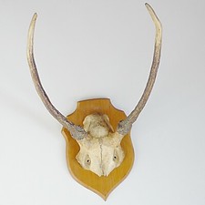 cabinet de curiosité trophée