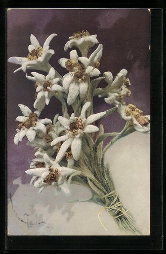 Carte postale artiste - carte,