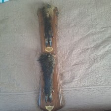 Taxidermie, trophée de