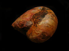 Nautile de l'Aalénien : Cenoceras lineatum Sowerby