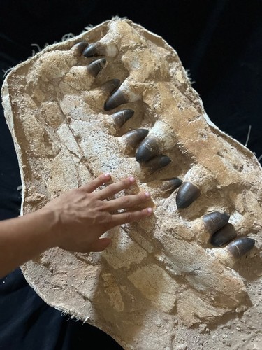 Fossil two huge mosasaur - a,