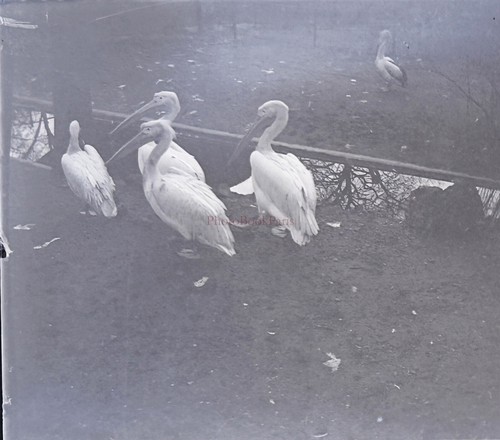 France pélican c1910 photo - c1910,