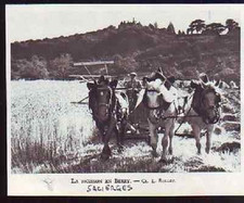 1952  --  MOISSON A SACIERGES  BERRY  D088