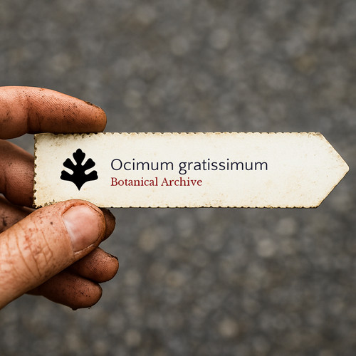 Ocimum gratissimum clove - gratissimum, |