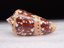 153 - Conus (Cylinder)