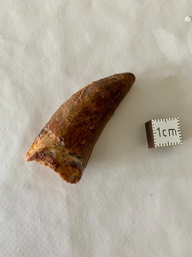 Dent carcharodontosaurus - dent, de