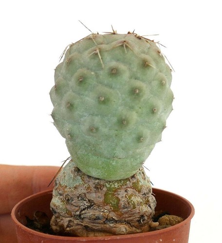 Tephrocactus geometricus brown - geometricus,