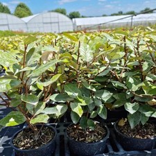 Elaeagnus ebbingei compacta - elaeagnus,