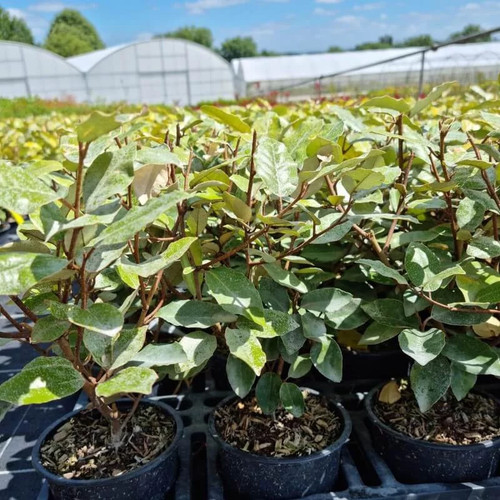 Elaeagnus ebbingei compacta - elaeagnus, 'compacta'