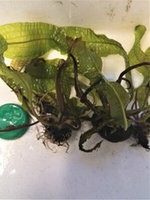 APONOGETON BOIVINIANUS PLANTE AQUATIQUE BULBE DEMARRE - PLANTE AQUARIUM