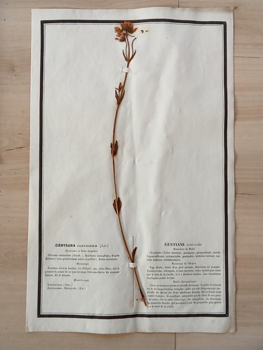 Ancien herbier botanique - ancien,