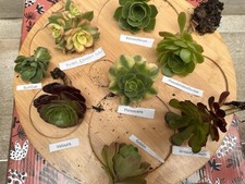 AEONIUM  Collection, LOT  De 8 BOUTURES PLANTES GRASSES SUCCULENTES  AEONIUM