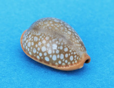 Cypraea Citrina Dauphinensis