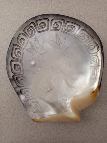 Coquillage nacre mother - nacre,