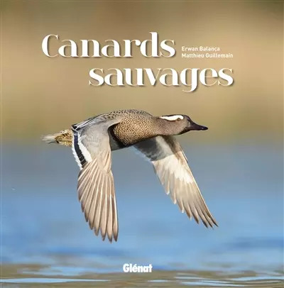 Canards sauvages matthieu - sauvages,,
