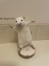 Taxidermy rat cute oddities