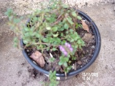 Thym serpolet sauvage ou