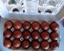 6+ Black, French Black Copper