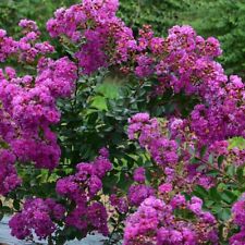 Lila des indes LAGERSTROEMIA