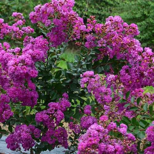 Lila des indes lagerstroemia - des,