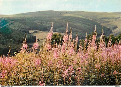 Carte postale belgique - -,