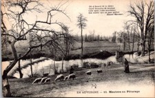 *67454 cpa 15 En Auvergne - Moutons au Pâturage