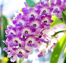 Rhynchostylis gigantea 'blue', Fragrant Orchid Plant, Rare
