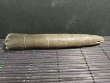 Belemnite megatheutis - belemnite, sp