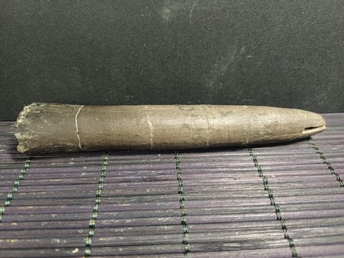 Belemnite megatheutis - belemnite, sp