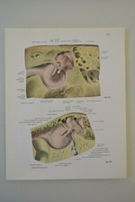 PLANCHE D'ANATOMIE HUMAINE
