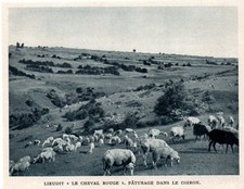 1947  --  LIEUDIT  LE CHEVAL ROUGE   PATURAGE DAND LE COIRON   3L395