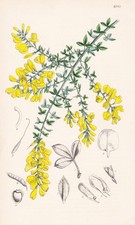 Genista Spachiana Canary