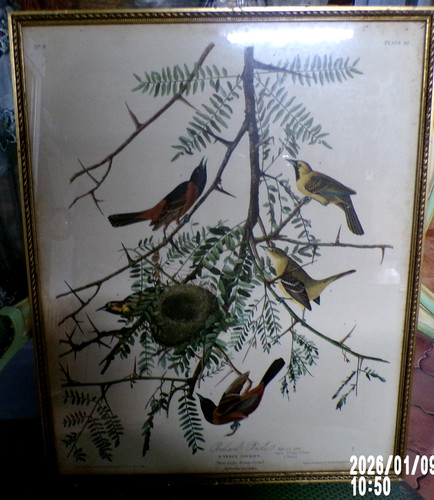 Lithographie audubon oiseau - lithographie,