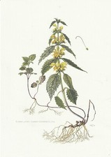 Planche 122 Histoire Naturelle