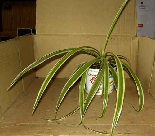 Jeune chlorophytum 6 - jeune,