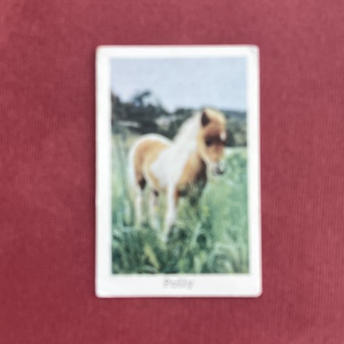 Puppy 1965 stora - puppy,