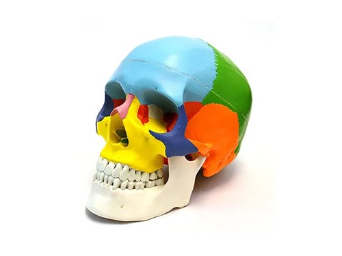 Anatomie squelette coloré - anatomie,