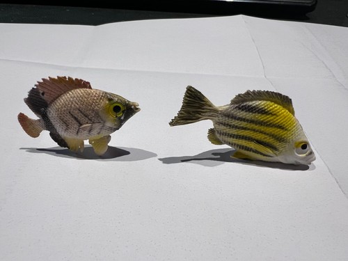 Poissons cadeaux prior - 2,