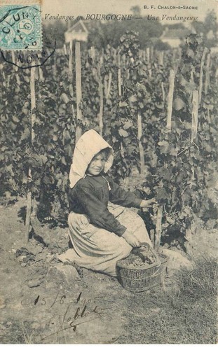 Saone loire vendanges en - ,