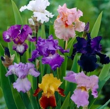 Lot De 5 Rhizomes D’iris