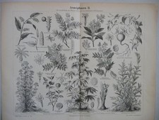 Planche Botanique (2) , Vieux