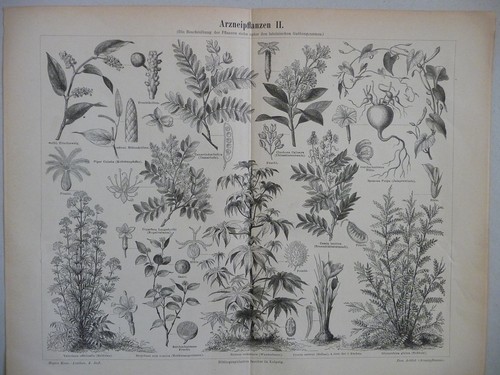 Planche botanique vieux - planche,