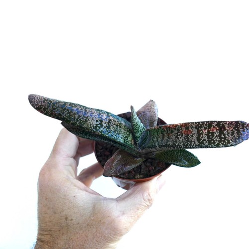 Gasteria batesiana carinata - gasteria,