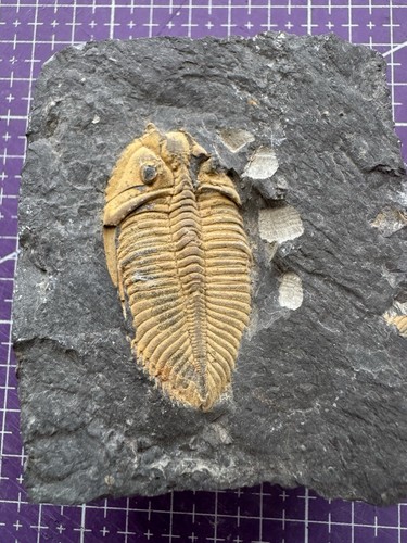 Fossile authentique trilobite - authentique,